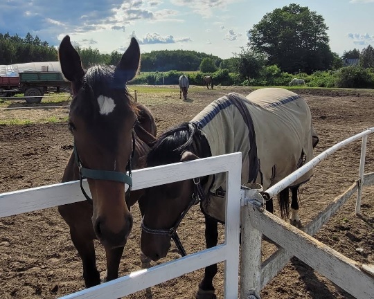 Stadnina koni Na Zakolu w Radawie